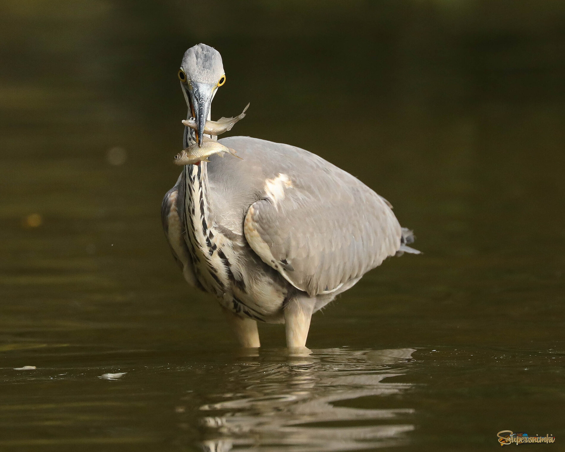 Ударница рыбной ловли