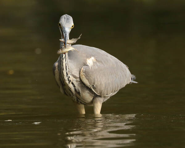 Ударница рыбной ловли