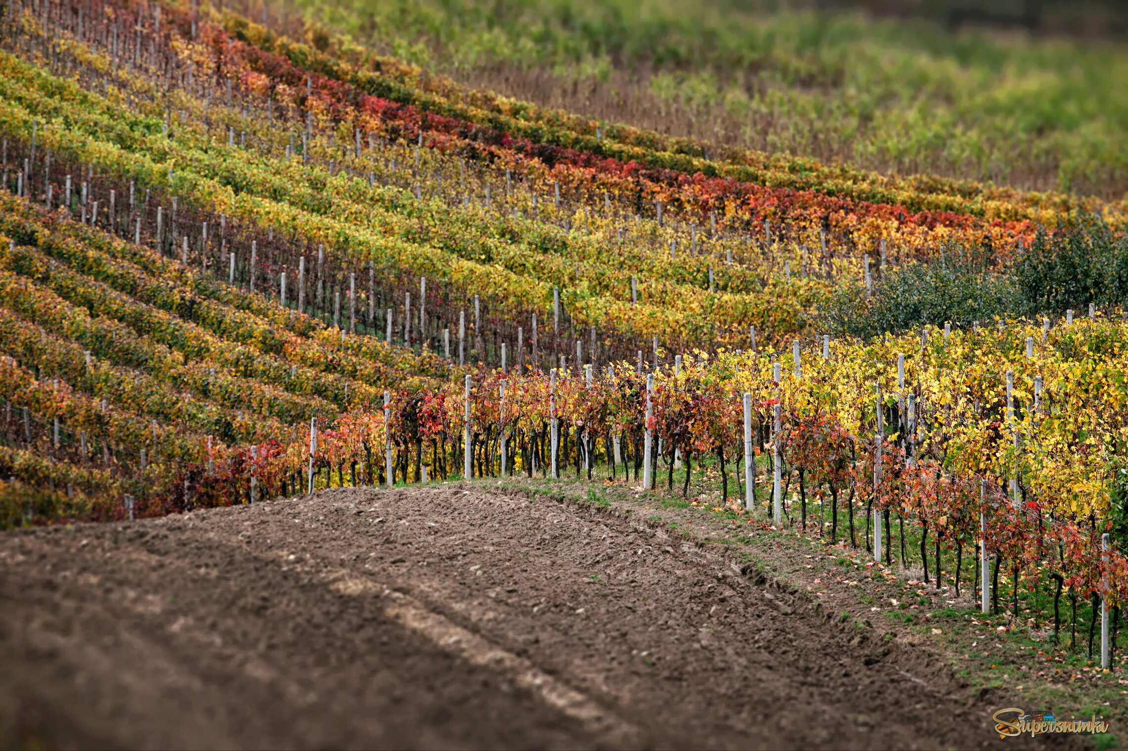 Виноградный пейзаж