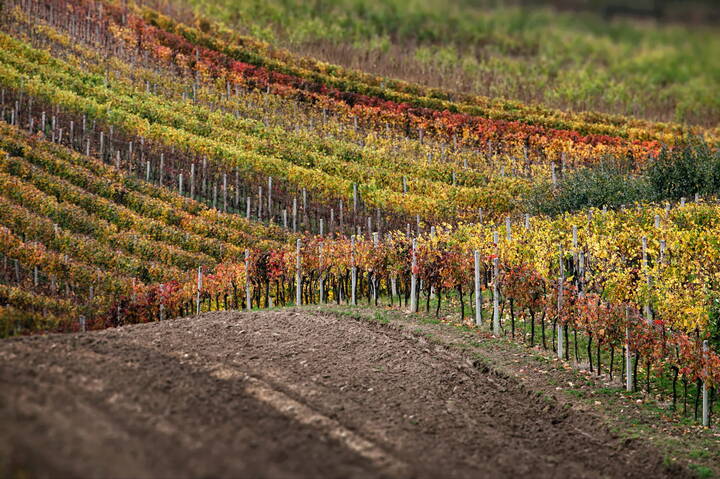 Виноградный пейзаж