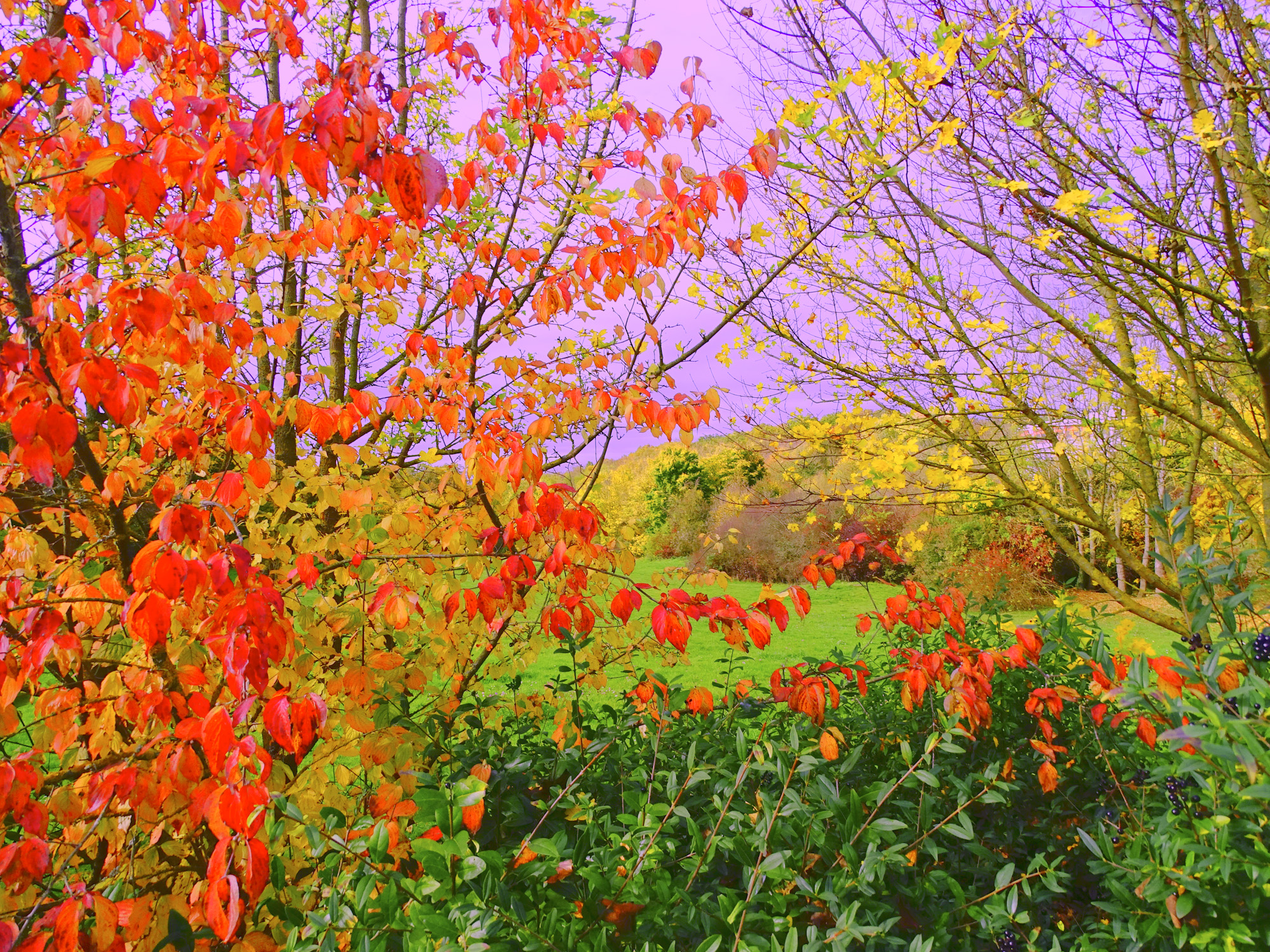 Осенние краски.