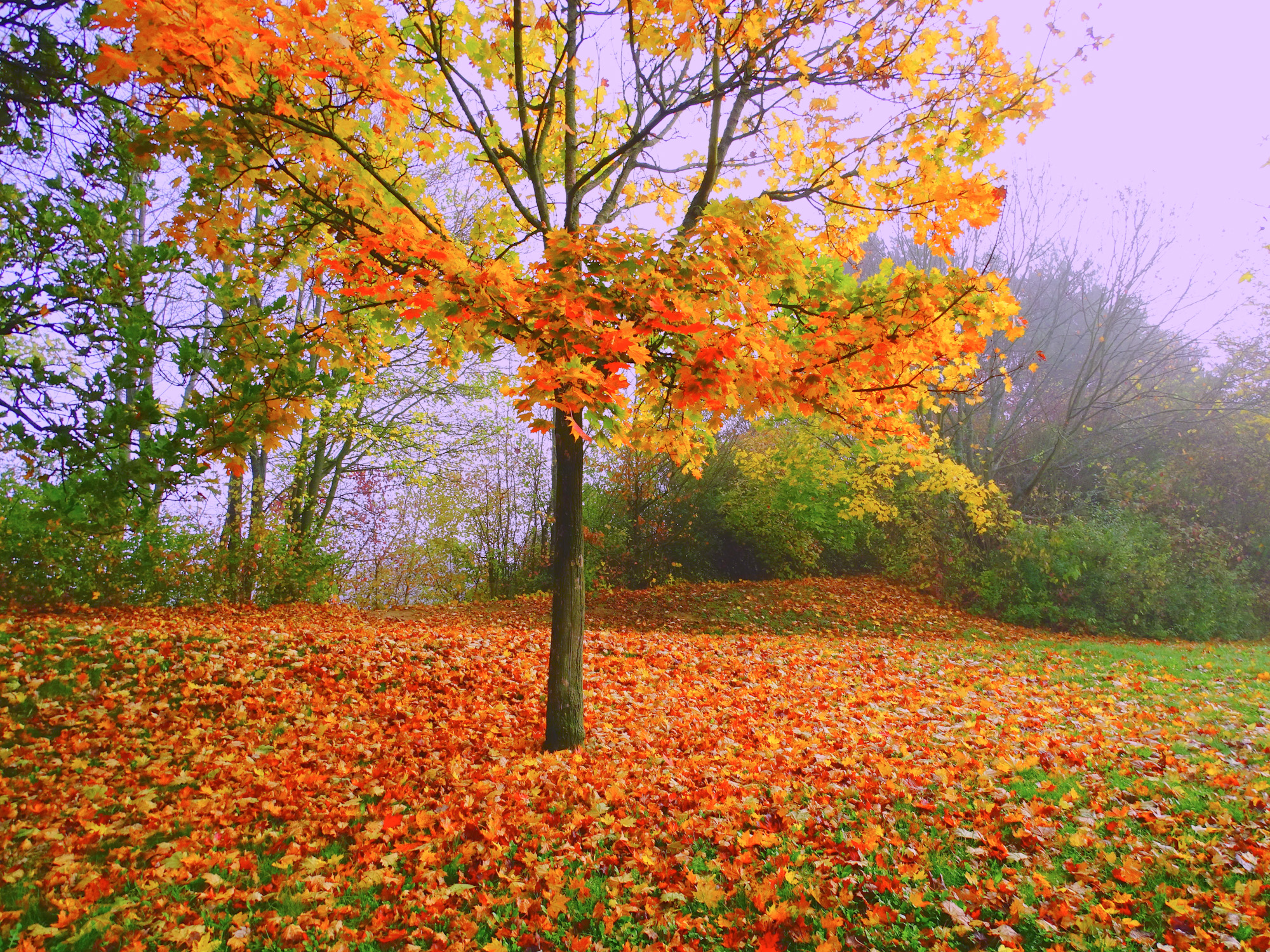 Сиреневый туман.