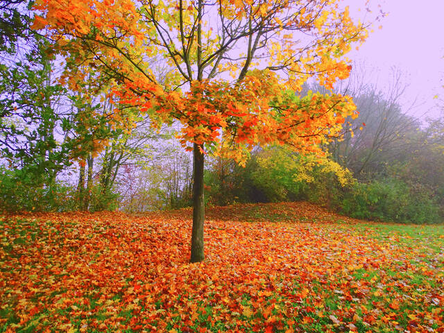 Сиреневый туман.