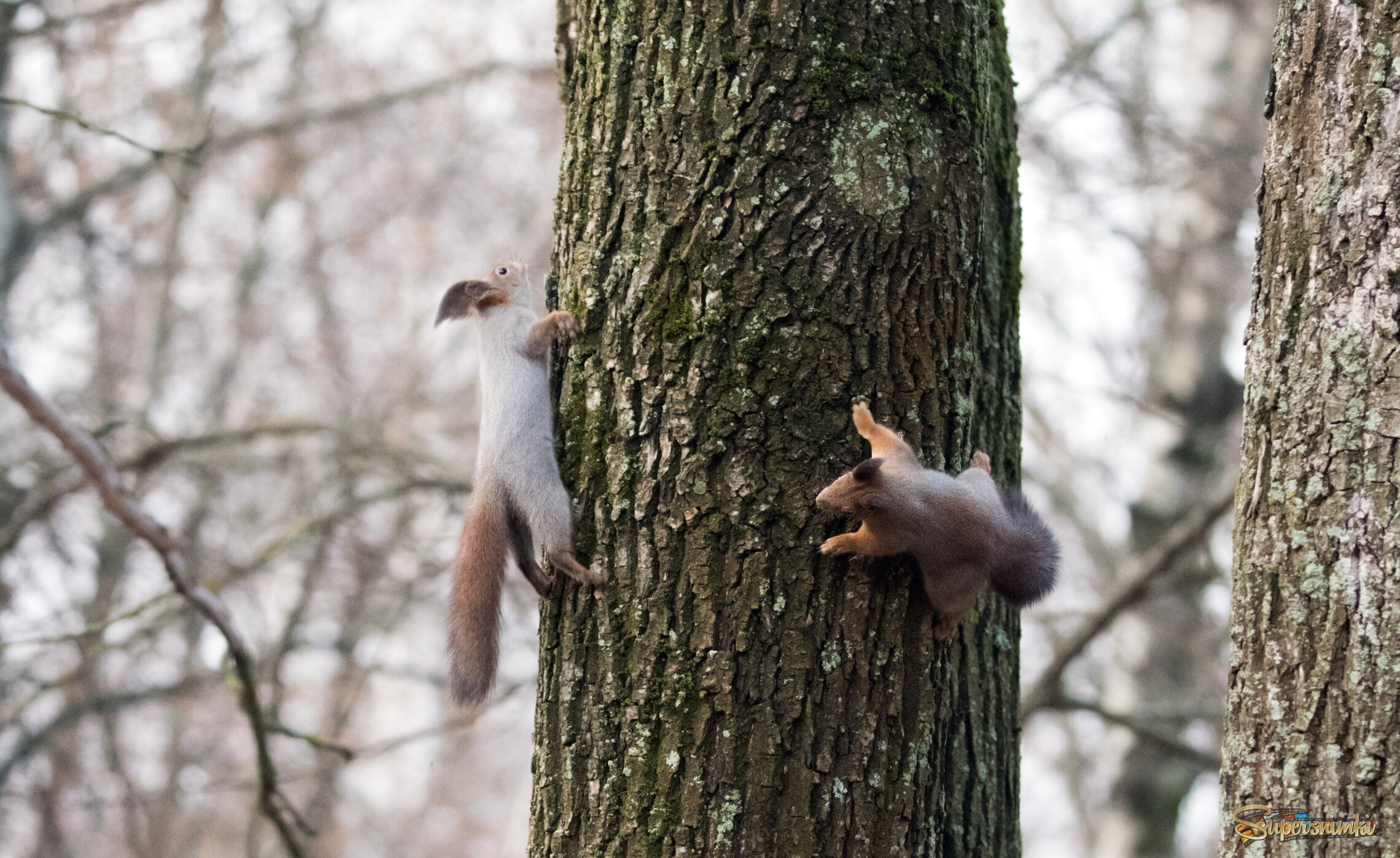 Гонки по вертикали.