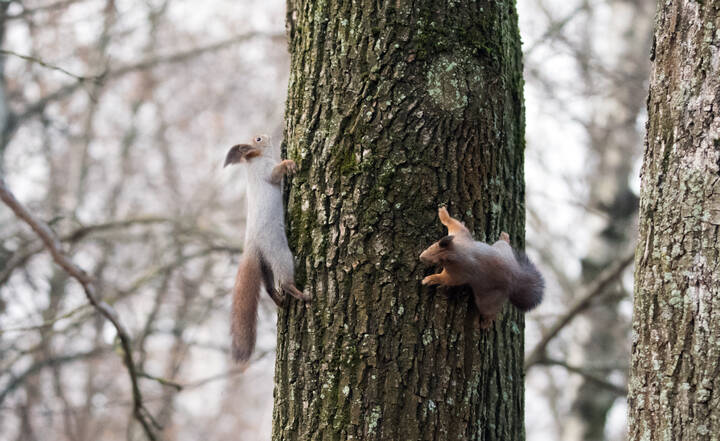 Гонки по вертикали.