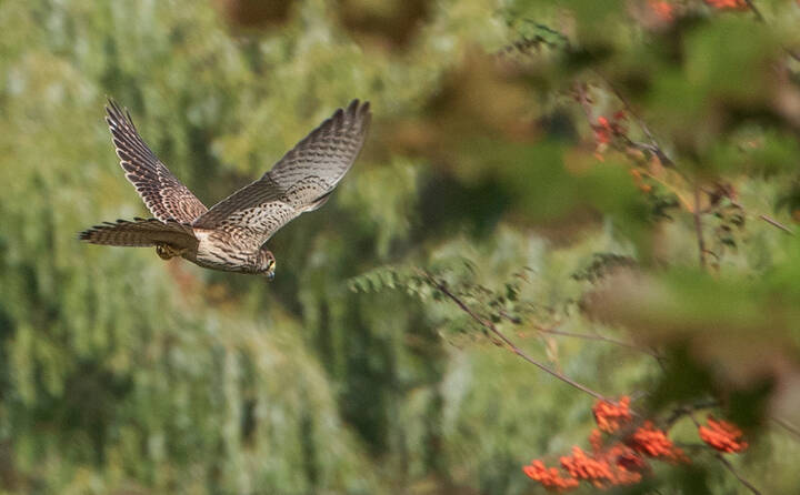 Пустельга охотится.