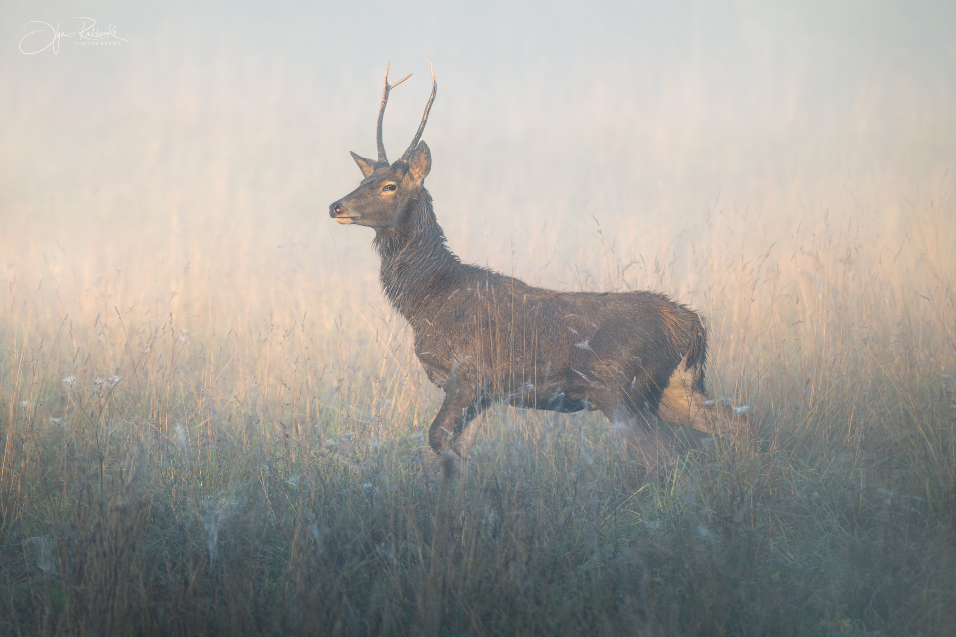 В утреннем свете