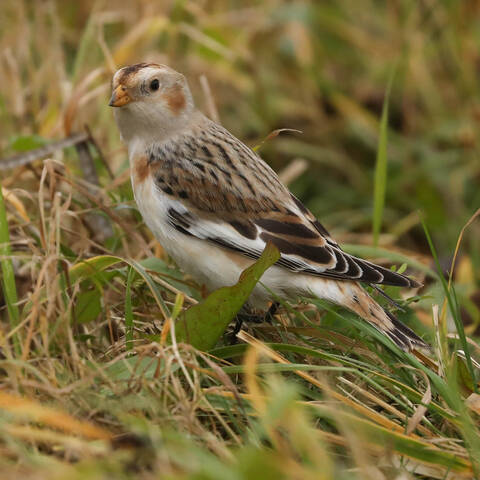 Отличная маскировка