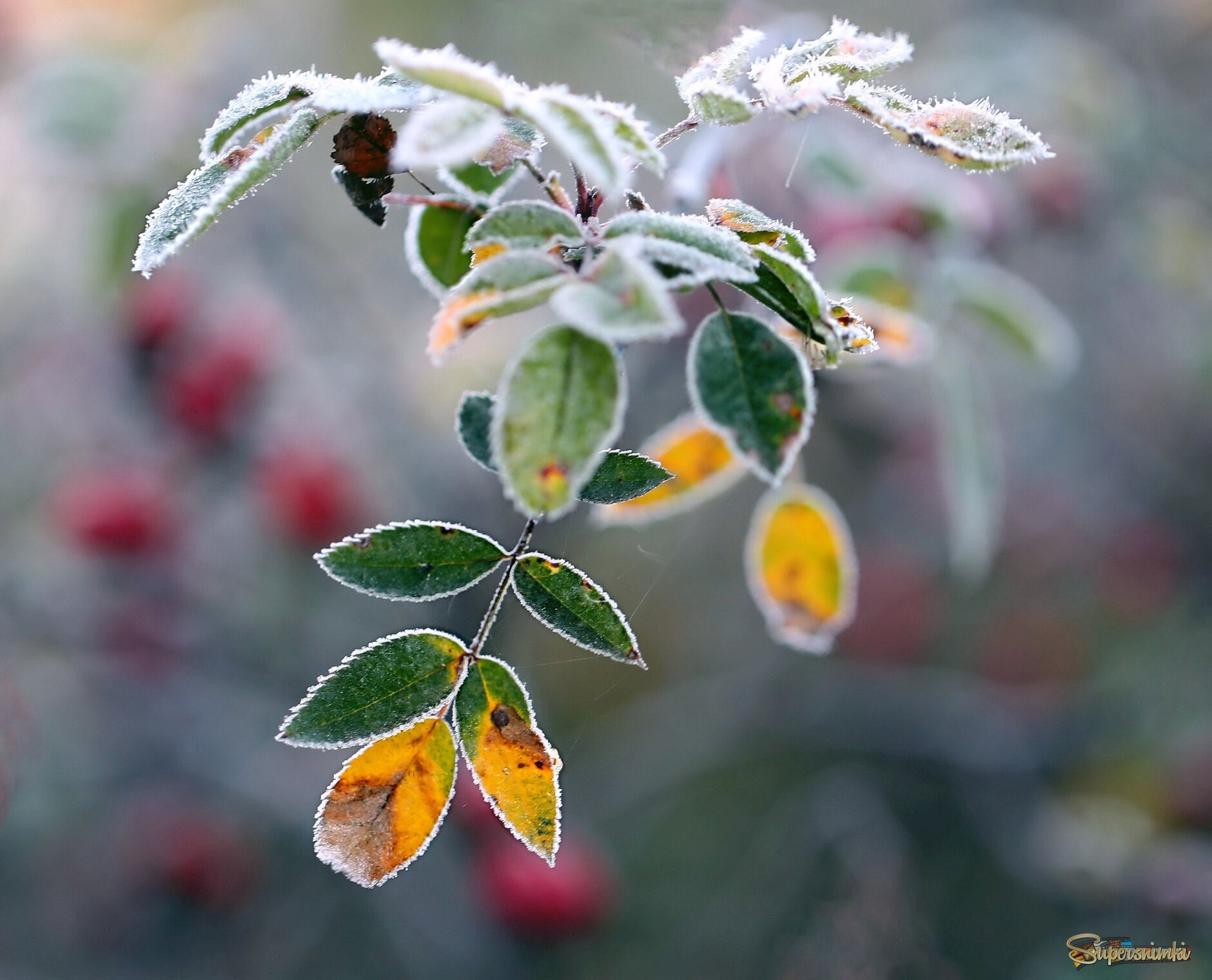 Иней, октябрь