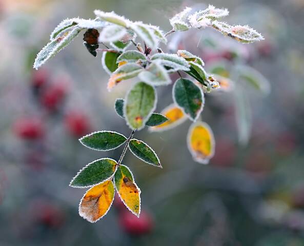 Иней, октябрь