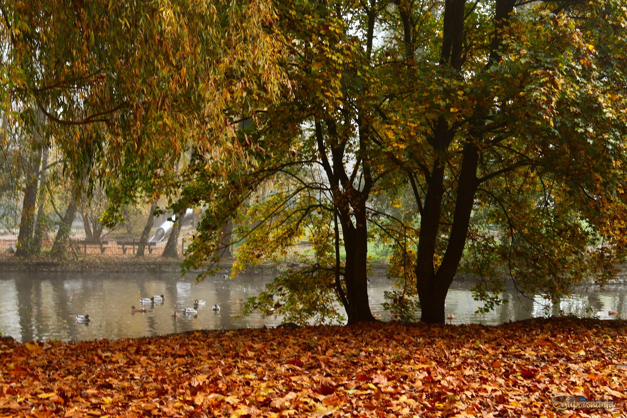 Шаманила осень, листвой засыпала... 