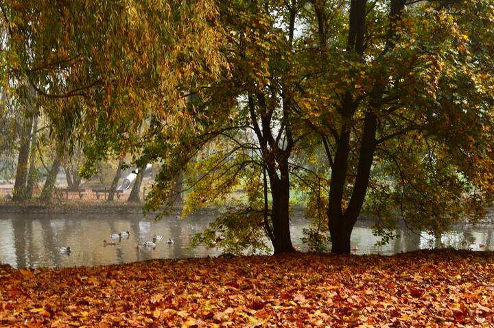 Шаманила осень, листвой засыпала... 