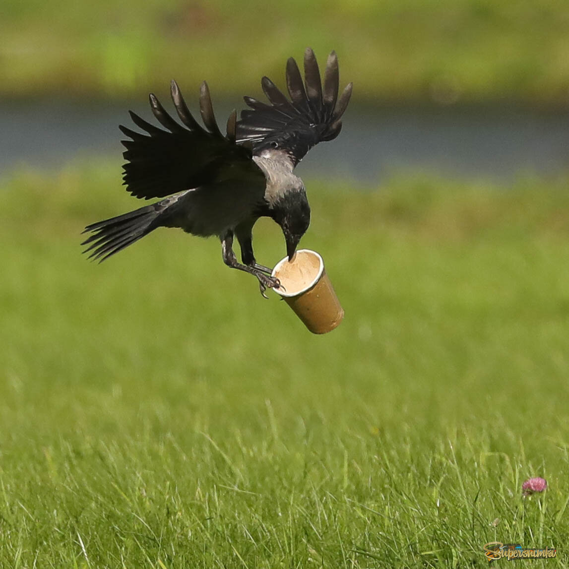 Новая игрушка