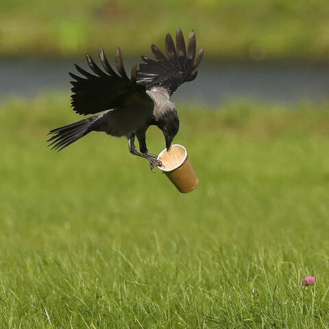 Новая игрушка