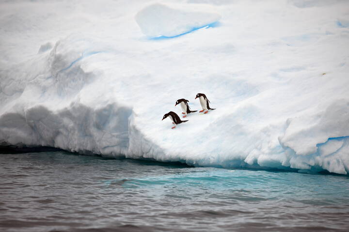 Трое отважных