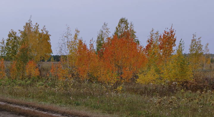 Краски сентября.