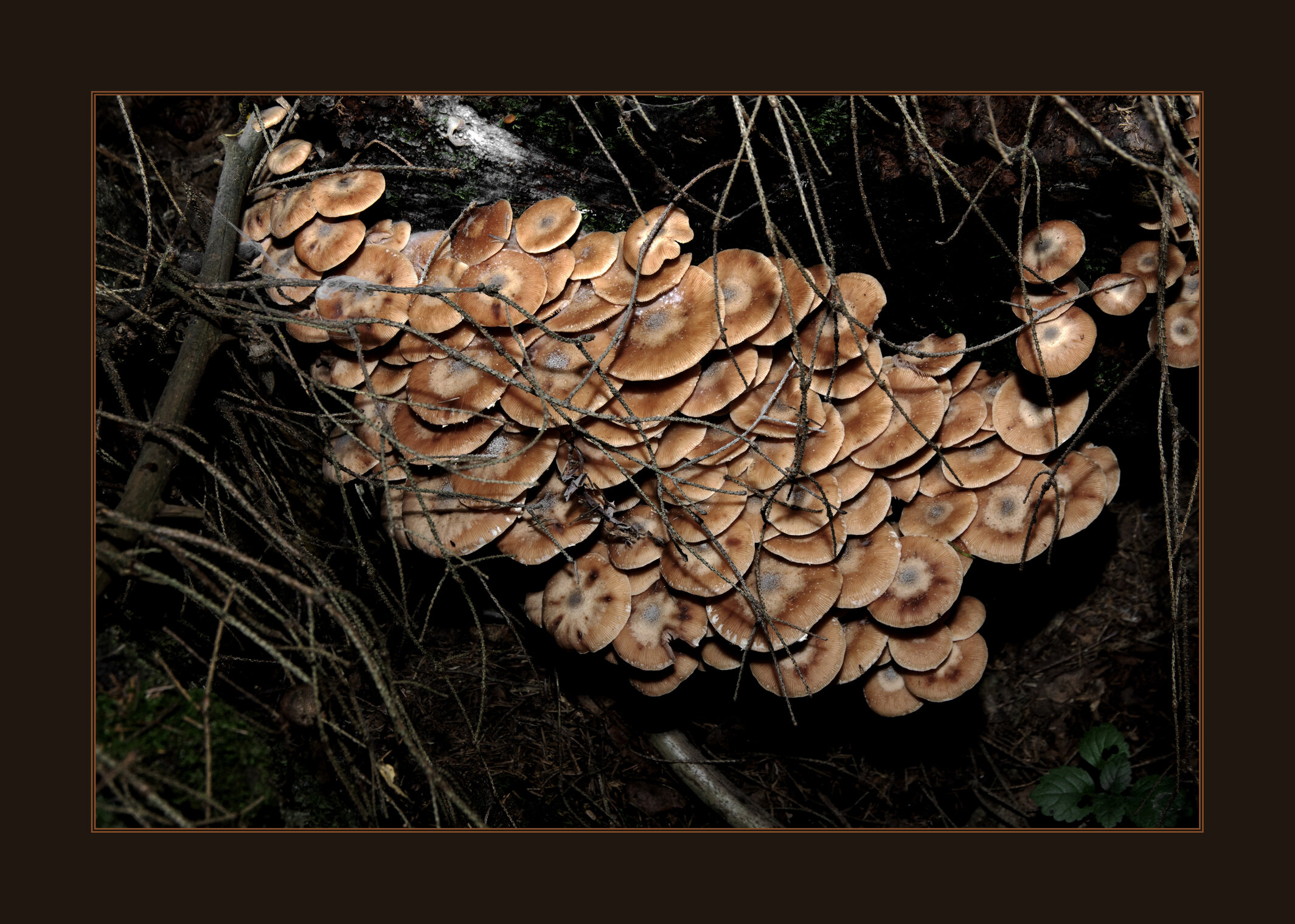 Mushrooms. Honey mushrooms