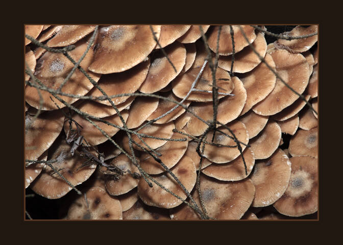 Mushrooms. Honey mushrooms