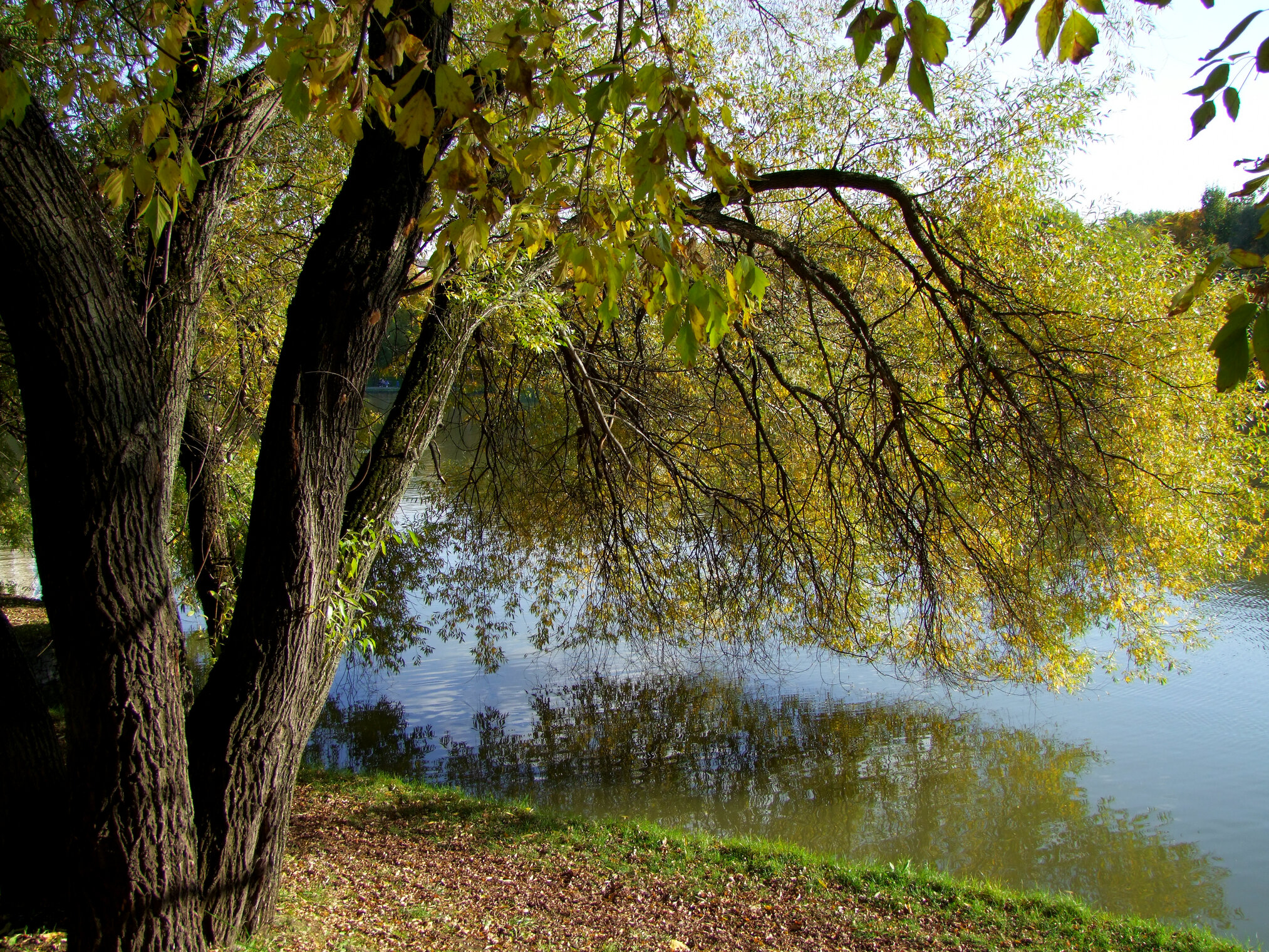 Городской парк