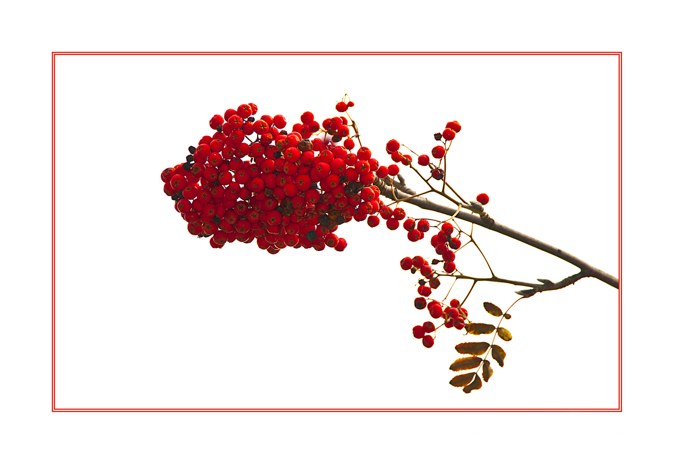 Flora Red Mountain Ash