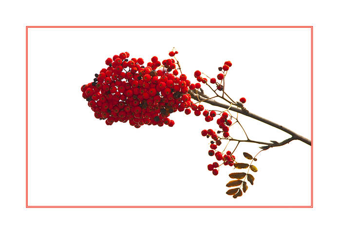 Flora Red Mountain Ash