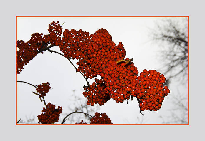 Flora Red Mountain Ash