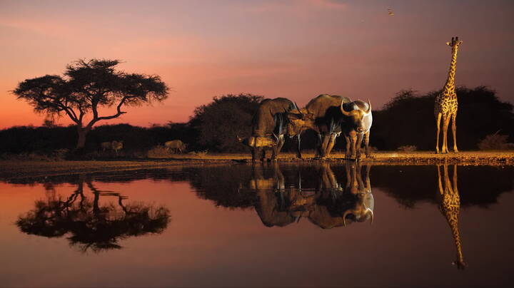 Рассветная идиллия на водопое