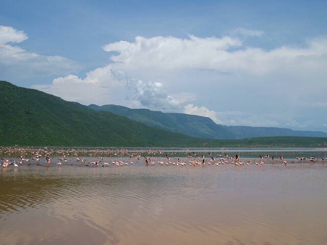 Солёное озеро Богория, Кения.