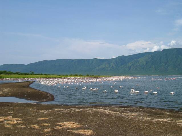 Малые фламинго на озере Богория, в Кении.