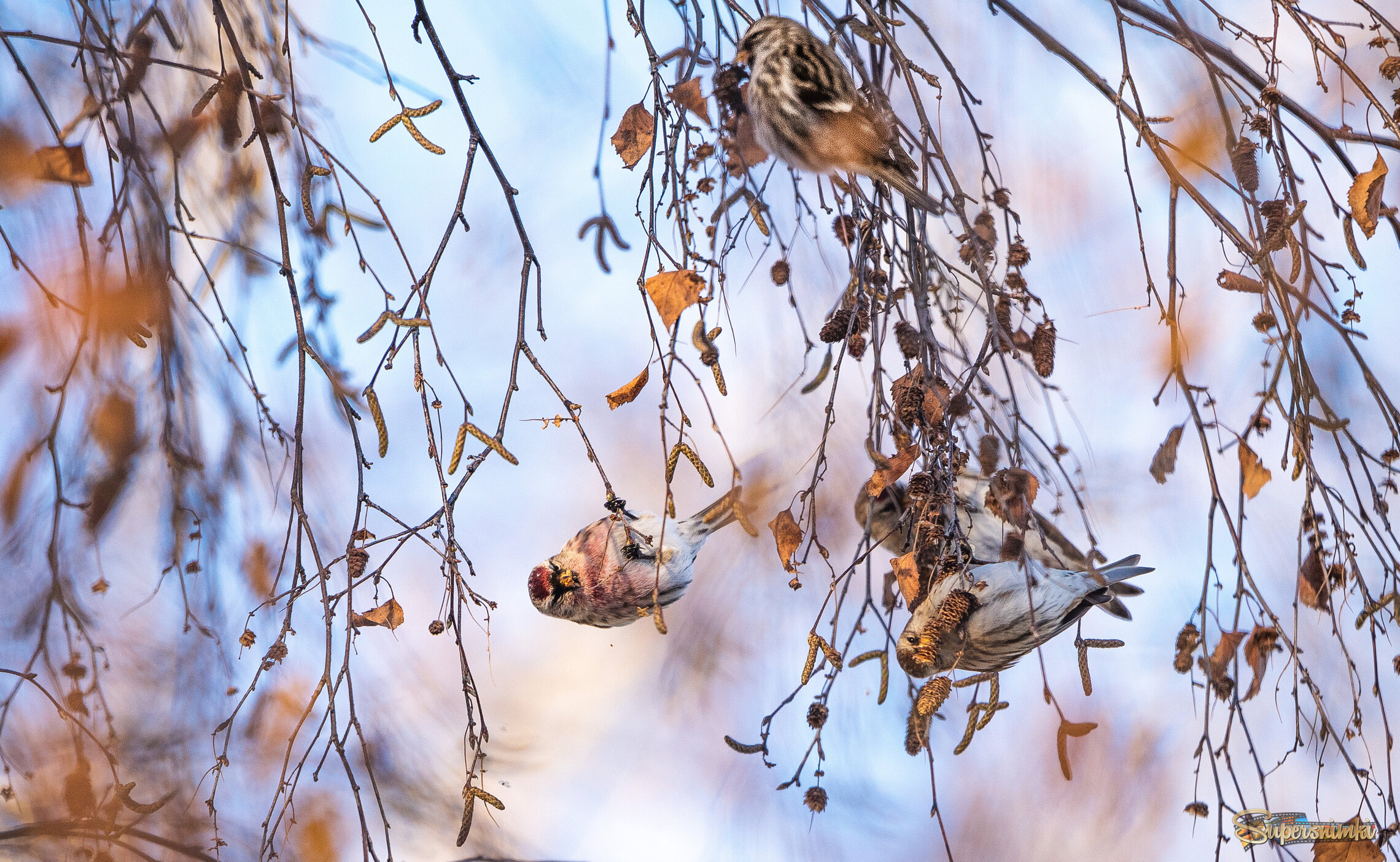  Чечетки на березе.