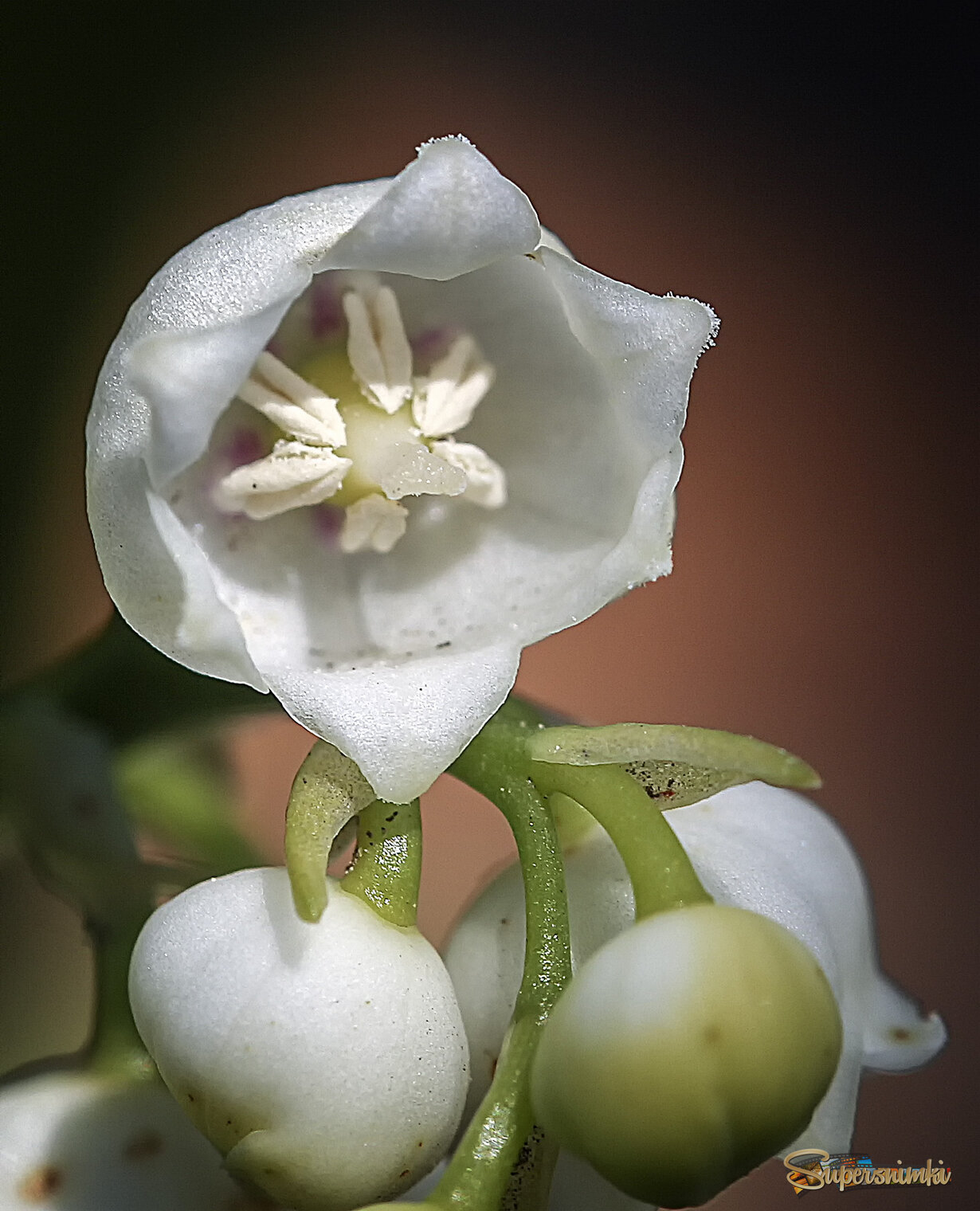 Сердце ландыша