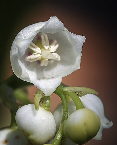 Сердце ландыша