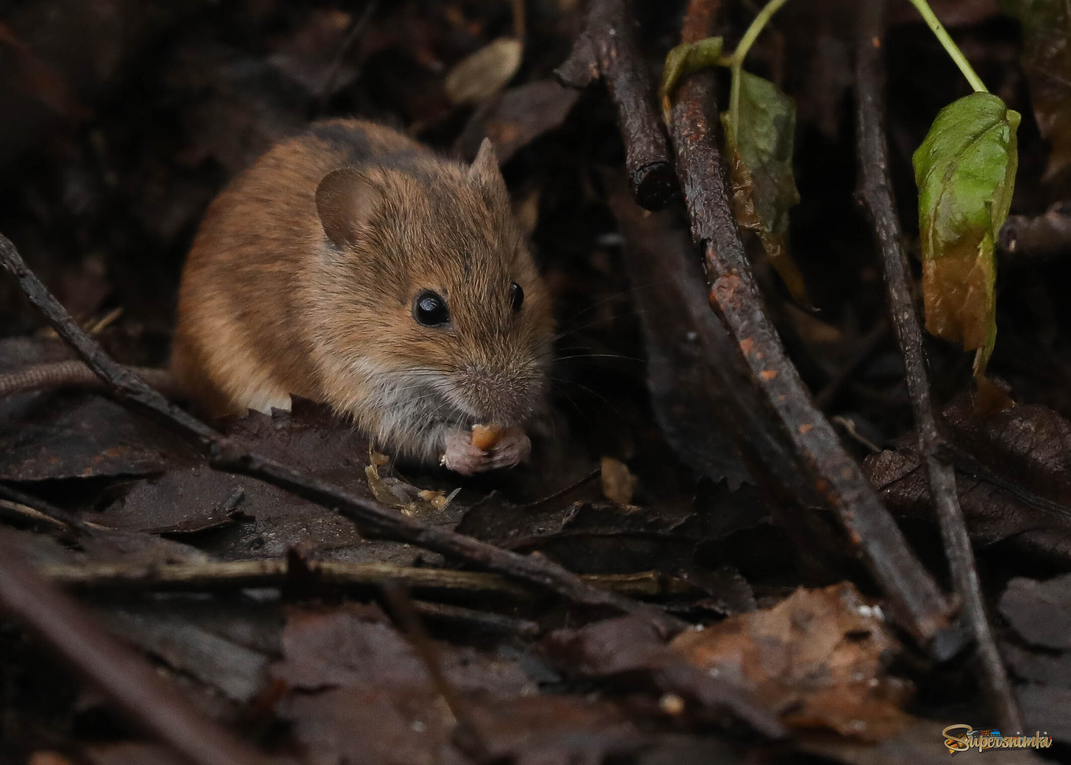 Подготовка к зиме