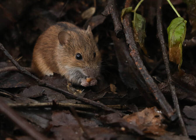 Подготовка к зиме