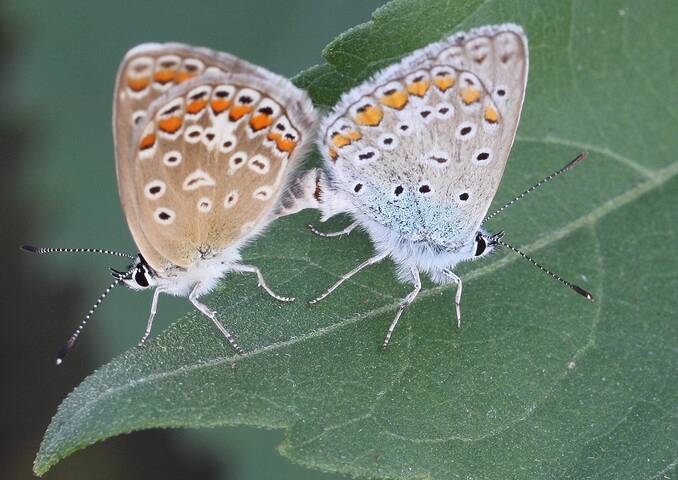 Мир бабочек