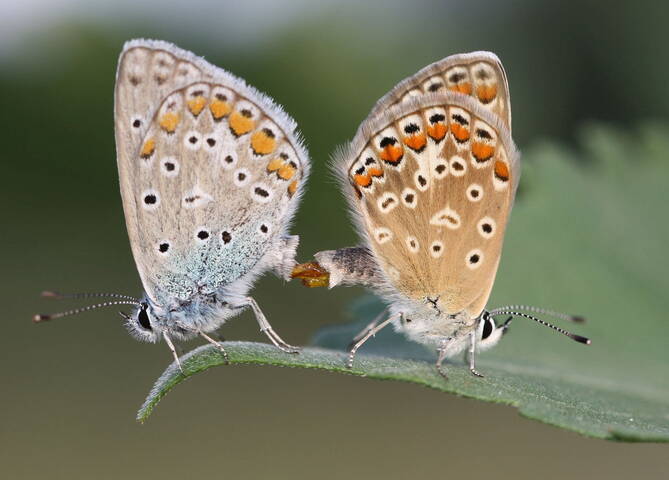 Мир бабочек