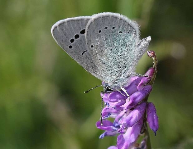 Мир бабочек