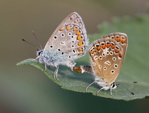 Мир бабочек