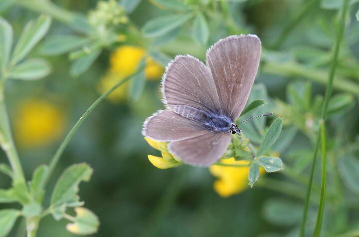 Мир бабочек