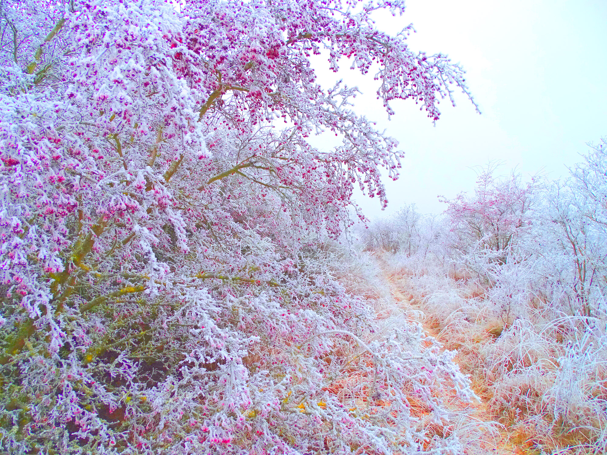 Зимние ягоды.