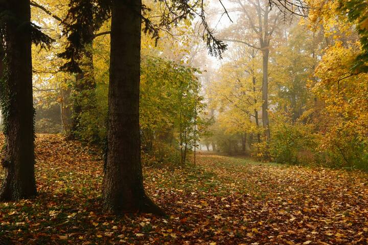 Ноябрьское утро