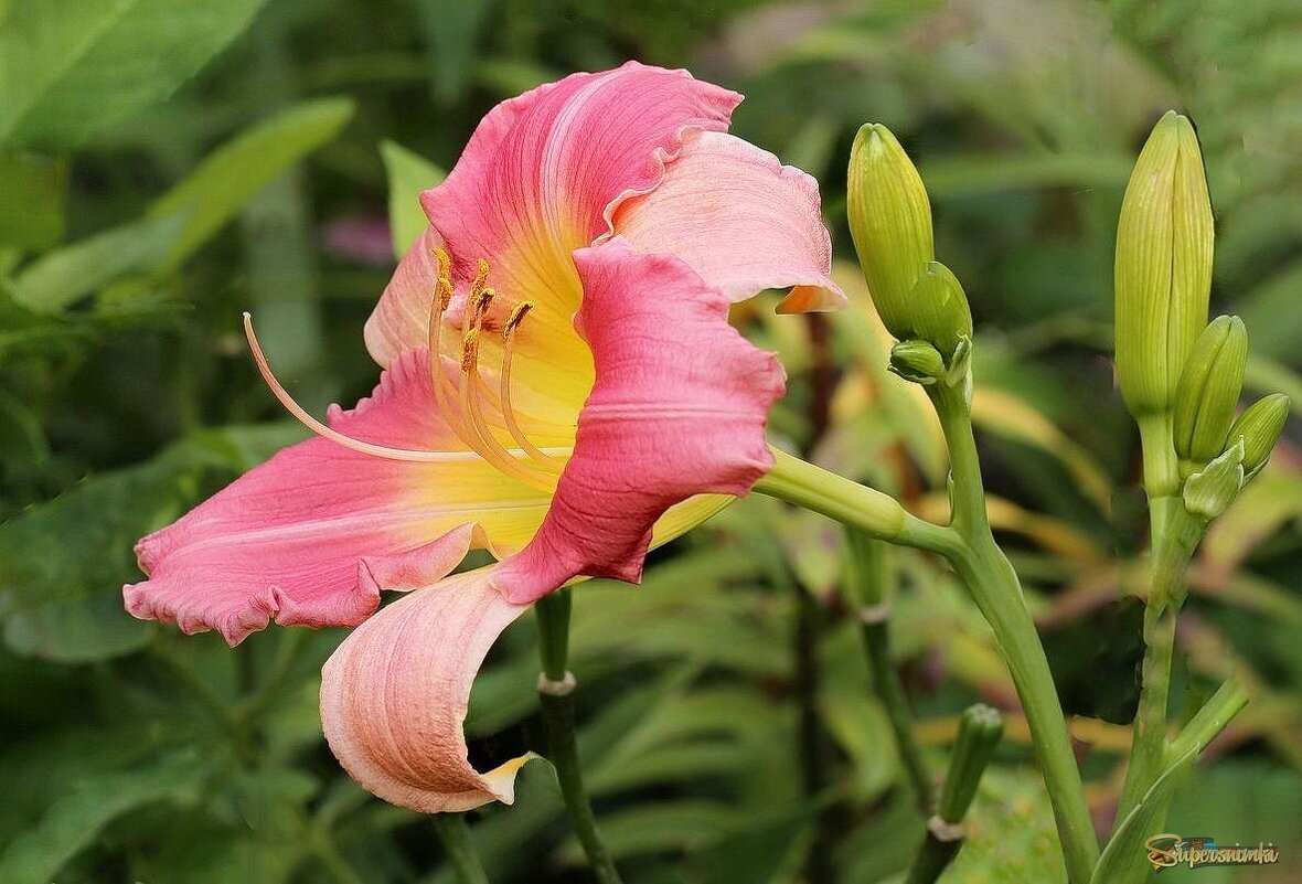 Кадры-цветы