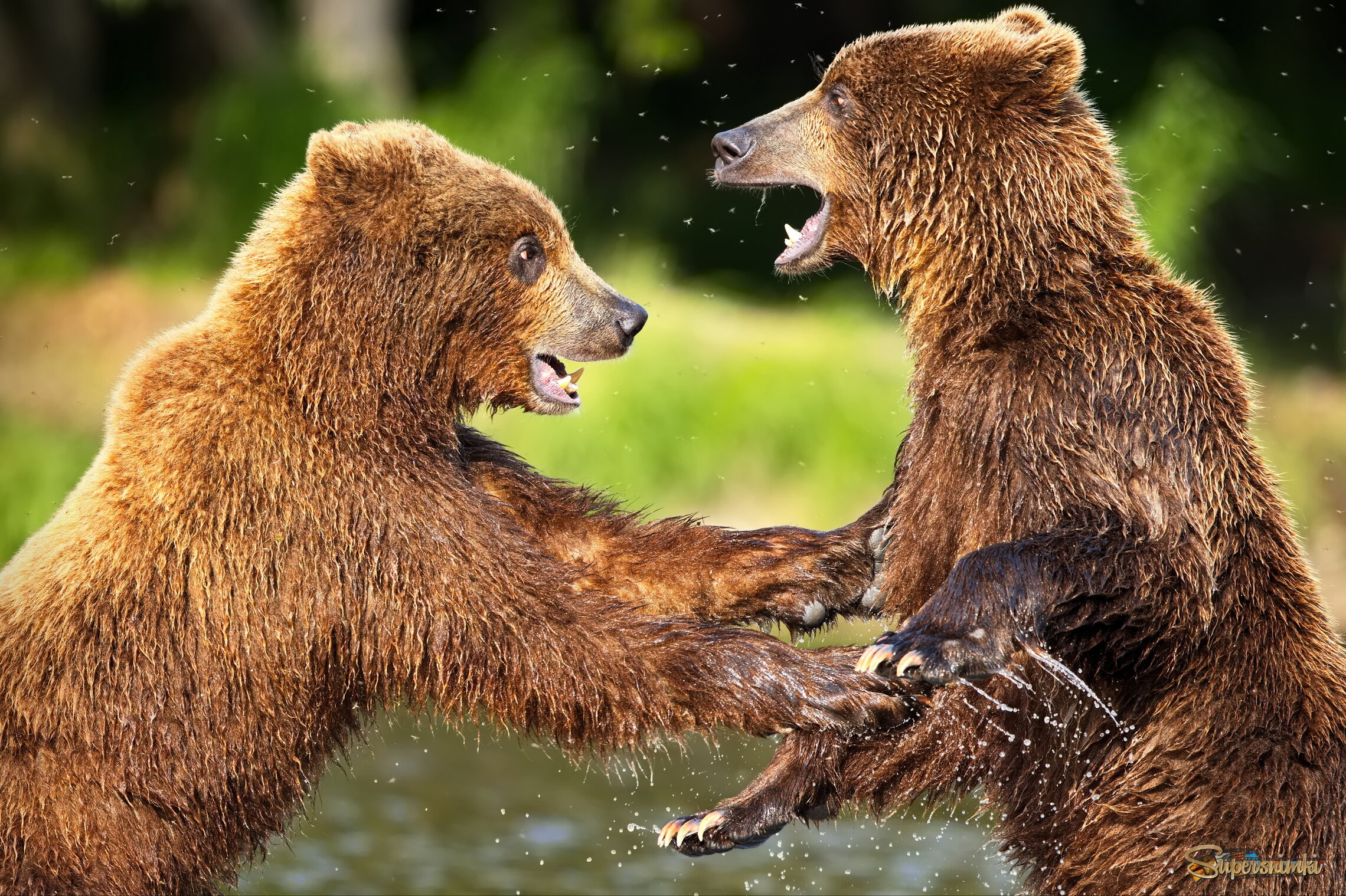 Закадычные друзья