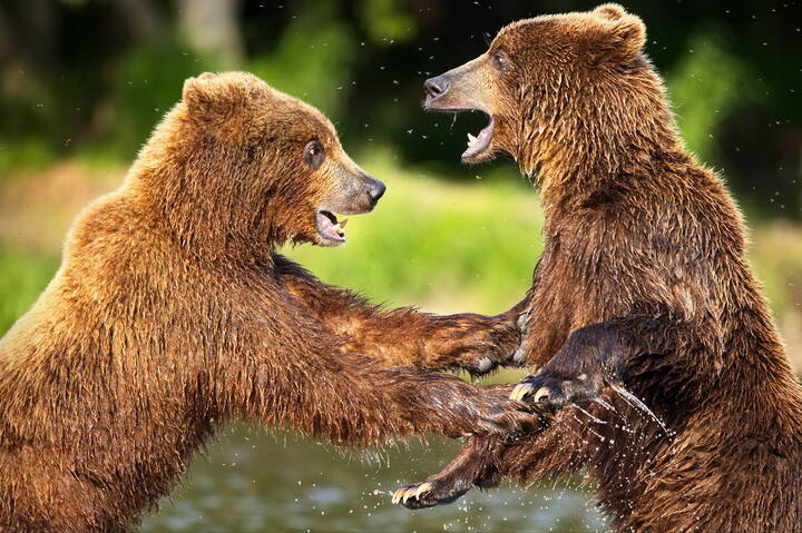 Закадычные друзья