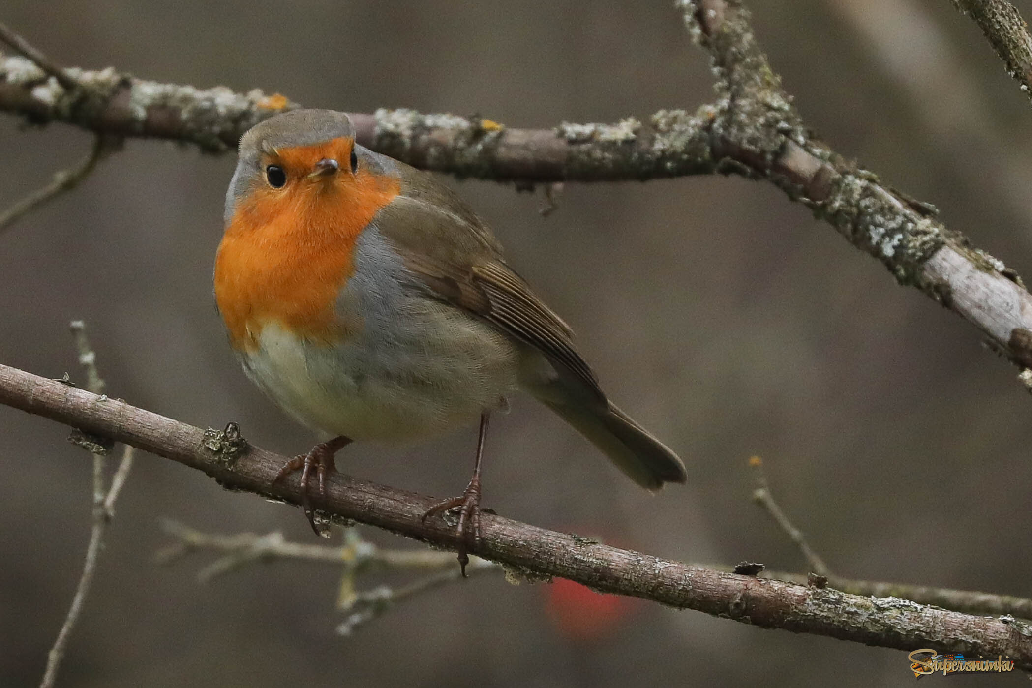 Осталась зимовать