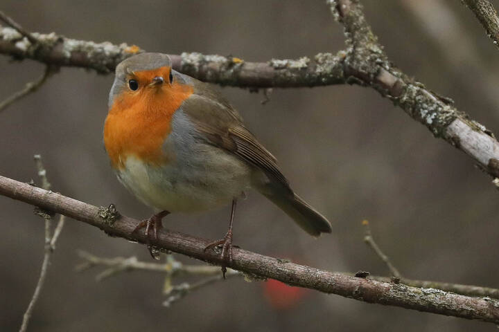 Осталась зимовать