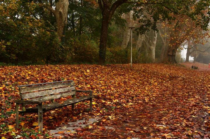 	 Старая скамейка загрустила в парке.