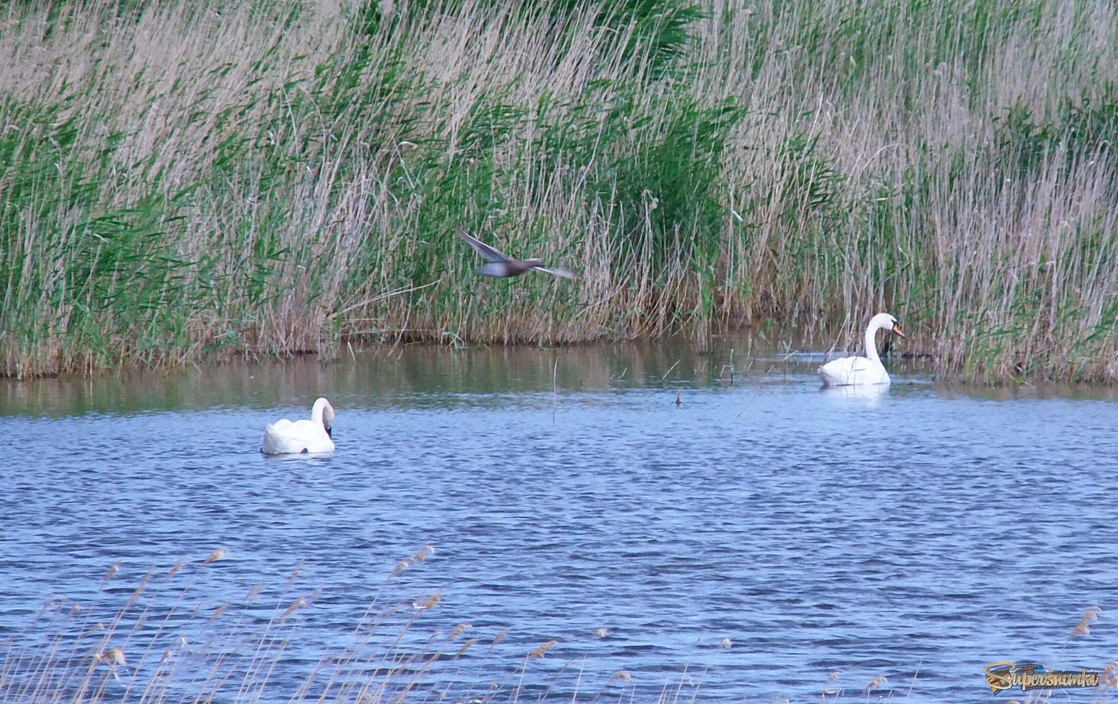 Лебеди в балке.