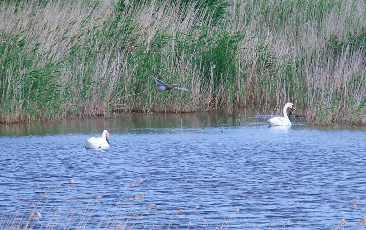 Лебеди в балке.