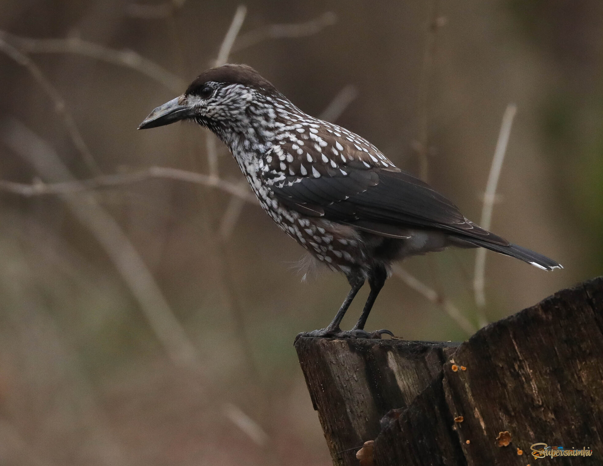 С деформированным клювом
